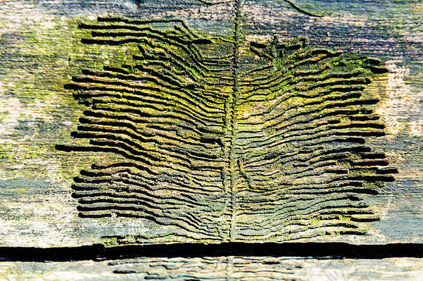 木材纹理背景旧死木材的特写，染色和凹痕表面粗糙。