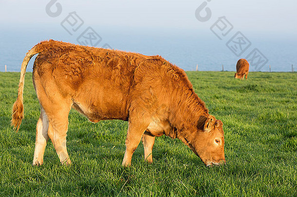在诺曼底放牧<strong>奶</strong>牛，背景为大海，法国。