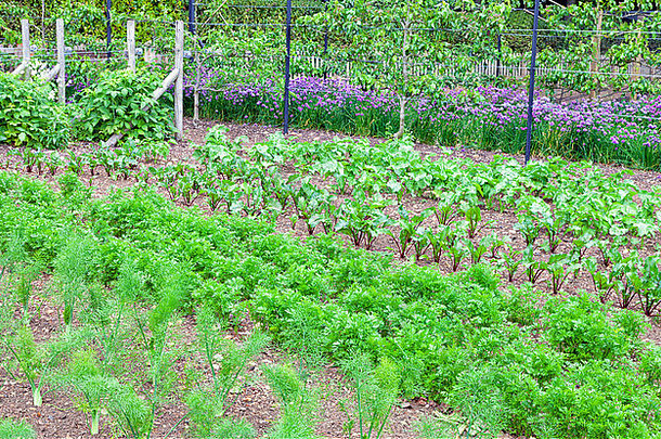有机蔬菜花园根蔬菜紫色的洋葱梨树农村社区分配准备好了夏天收获