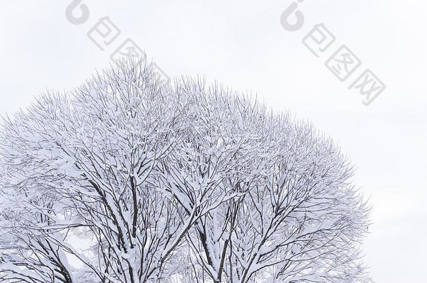 雄伟的橡树顶上覆盖着白雪，背景是晴朗的蓝天。