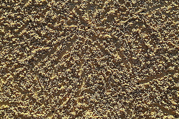 沙泡蟹挖洞和因觅食而膨胀的沙粒。