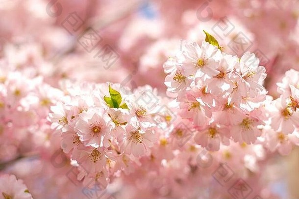 蓝天下樱花树上盛开着令人惊叹的粉红色樱花。美丽的春树。