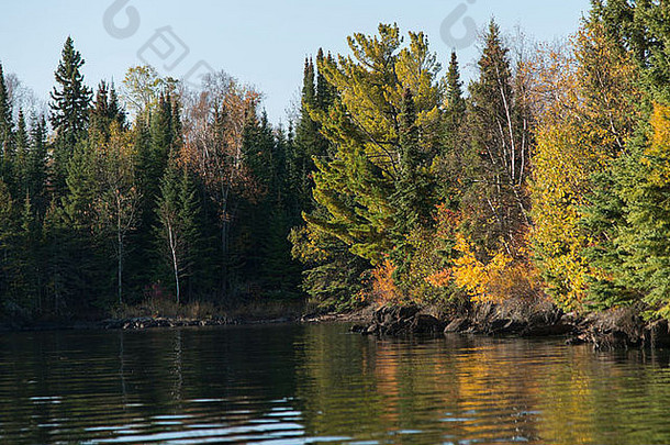 加拿大安大略省森林之湖凯诺拉湖边森林中的树木