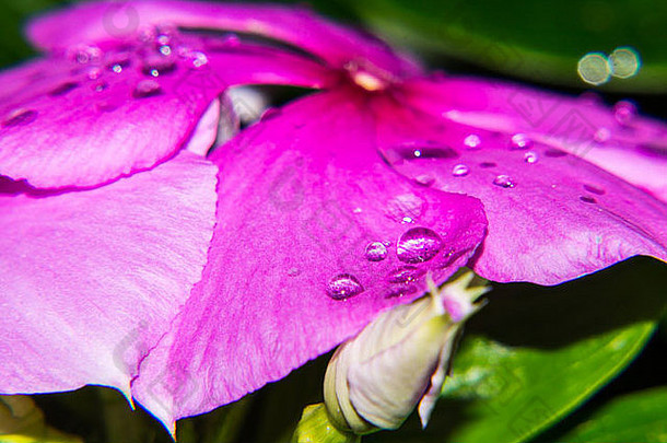 粉红色的花和雨滴
