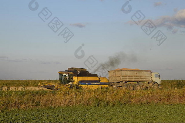 联合收割机将谷物倒入卡车。水稻收获。