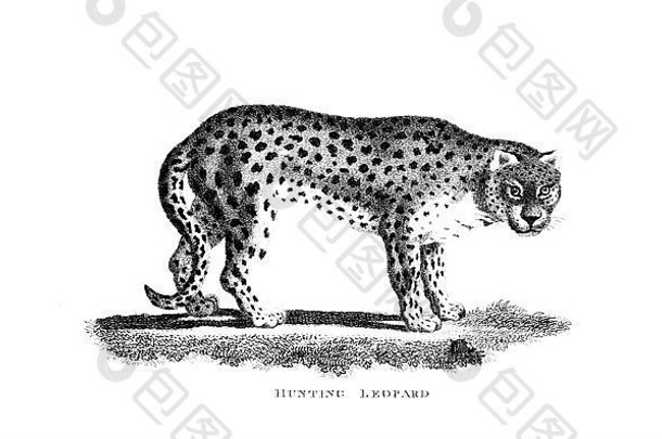 维多利亚时代的豹纹雕刻。19世纪中期百科全书中的数字复原图像。