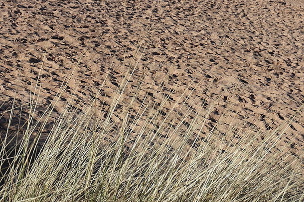 沙子纹理，长草，提摩太草，摘要