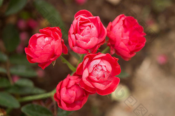 五朵Oso Easy重瓣红<strong>玫瑰</strong>盛开的水平特写照片。浅景深。