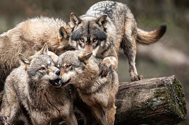 森林中的灰狼家族