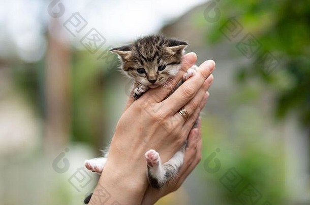 可爱的一周斑盲猫。阳光明媚、背景模糊的户外，一只手牵着一只斑纹小猫。