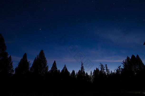 晚上天空明亮的星星上衣云杉树
