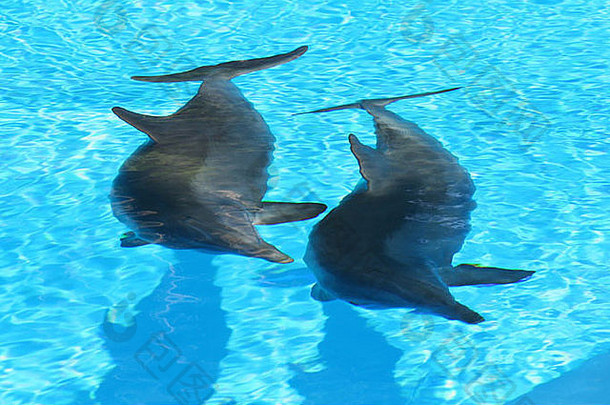 两只海豚