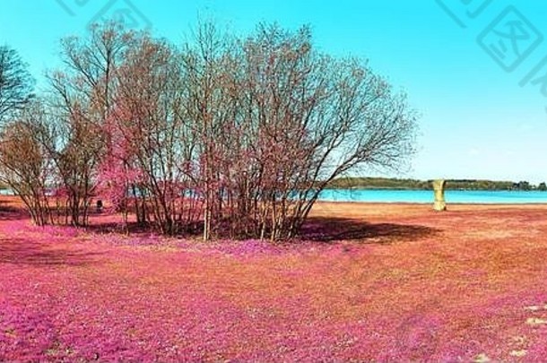 亚洲紫色红外照片风格中美丽多彩的奇幻景观