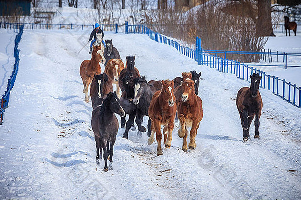 雪上奔跑的马