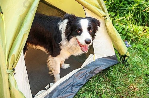 户外肖像可爱的有趣的小狗狗边境牧羊犬坐着内部野营帐篷宠物旅行冒险狗同伴《卫报》野营保护旅行旅游概念