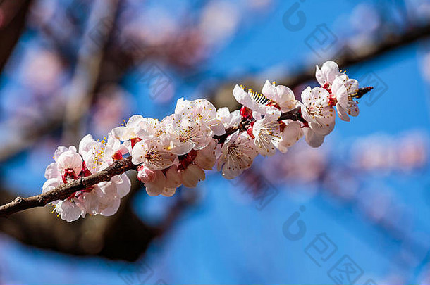 日本神奈川美丽的春天，樱花盛开