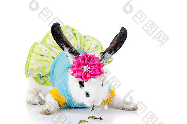 一只穿着花裙子的小兔子