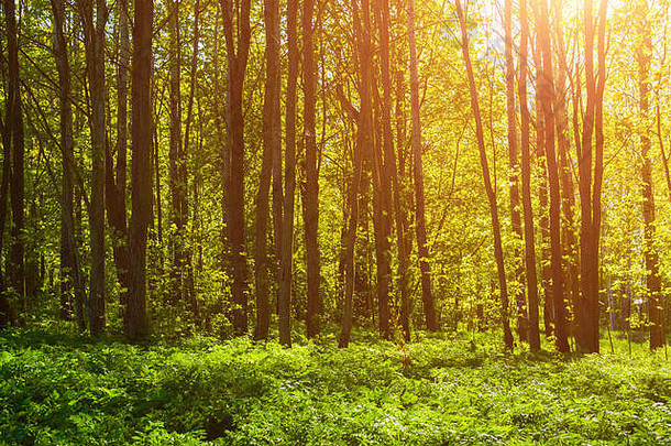 森林春天景观-前景为植物的森林树木，阳光透过树枝照射