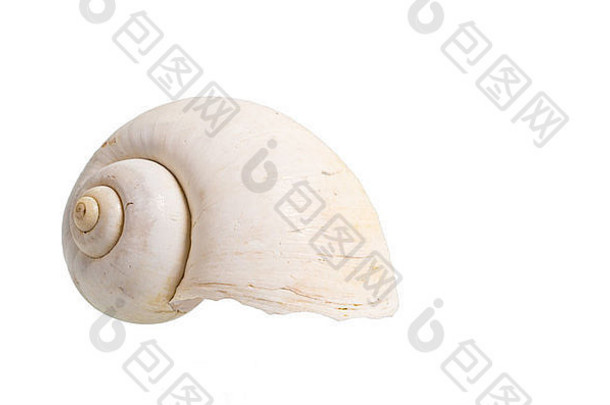 孤立白色背景上的单个白色贝壳
