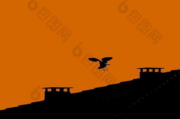 傍晚，海鸥从屋顶的烟囱中起飞。鸟儿飞翔的剪影。橙色背景，文本有空格。