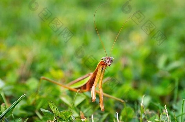 草地上螳螂的特写镜头