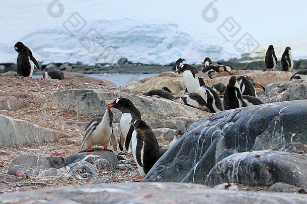 Gentoo企鹅Pygoscelis巴布亚南极半岛