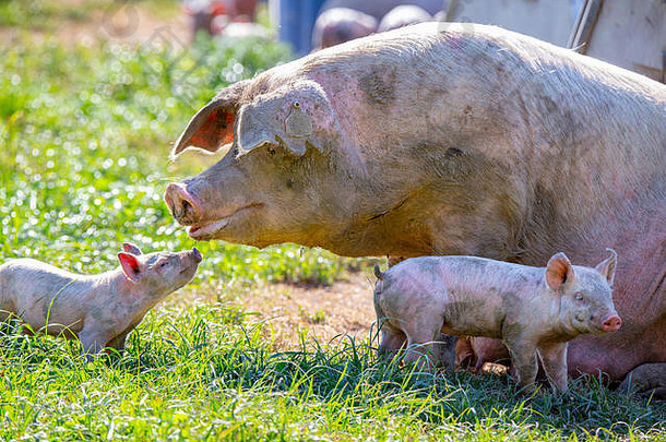 新西兰一个自由放养的养猪场里，一只小猪宝宝向他的母猪妈妈寻求安慰