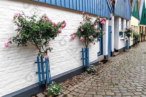 德国石勒苏益格霍姆渔村的一排风景如画的前渔民的房子，墙上挂着高高的粉红色玫瑰