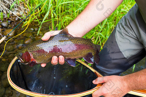 在鲑鱼孵化期间，俄勒冈州德斯库特河下游的虹鳟鱼很常见。这里有一个捕苍蝇的人举着他的手