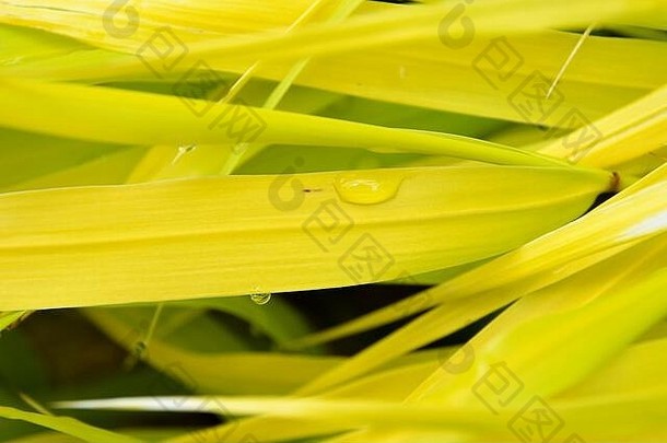 黄色Hokone草与雨滴的宏观关系