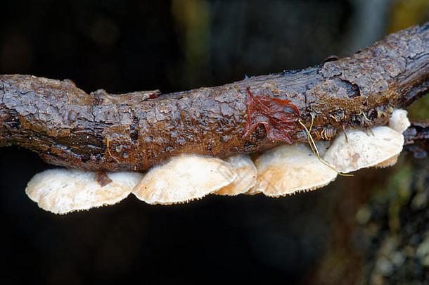 变量oysterlingcrepidotus摘要小真菌腐烂的树枝
