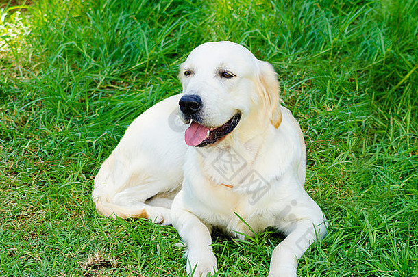 年轻的美丽的光金寻回犬坐着幸福的草坪上情报友好的生理记录仪