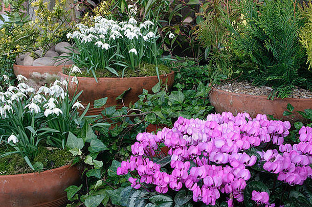 装饰陶土花园的雪花莲和仙客来盆，欢迎春天的迹象