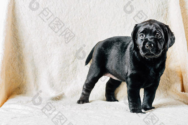 美丽的黑色的拉布拉多小狗狗住白色地毯