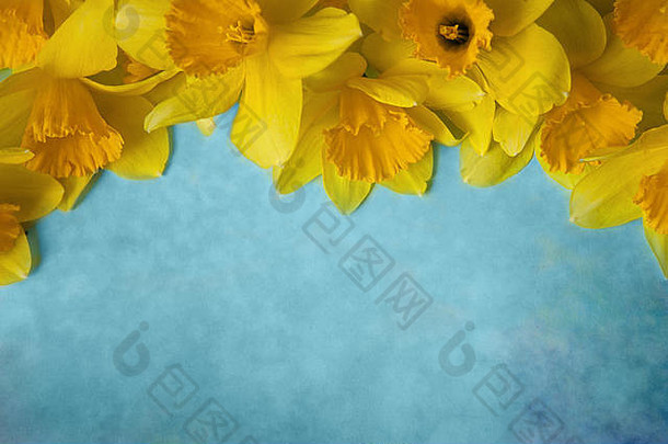 令人惊叹的格伦格背景，黄色花朵，绿松石纹理的水仙花。3月8日，母亲节，生日，美丽多彩的贺卡。俯视图，平面布置。带拷贝空间的水平图像