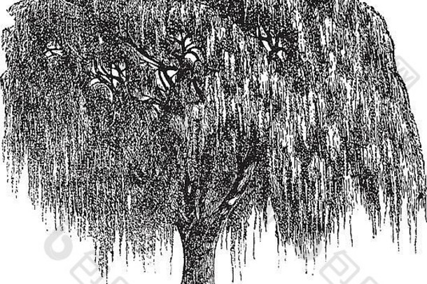 巴比伦柳树或柳树或北京柳树或垂柳，复古雕刻。巴比伦柳树的古老雕刻插图。