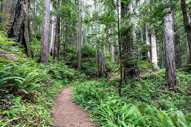 詹姆斯·欧文小径蜿蜒穿过加利福尼亚州大<strong>草原</strong>溪红杉州立公园的野生老红杉（Sequoia sempervirens）。