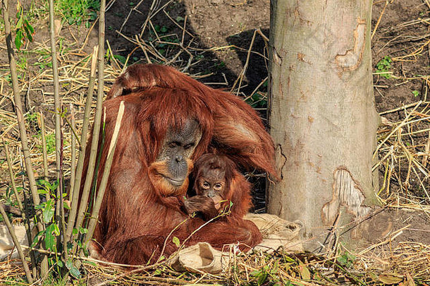 苏门答腊猩猩妈妈和孩子坐在一起