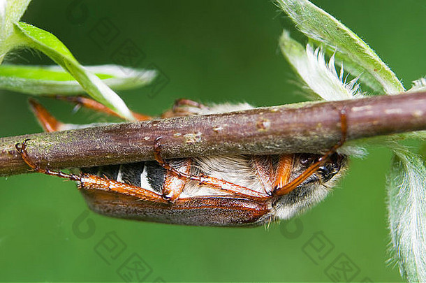 dor-beetle