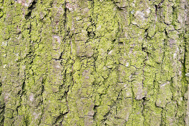 带有绿色苔藓的树皮纹理可作为背景