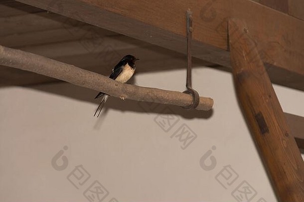 谷仓燕子（Hirundo rustica）或坐在谷仓的杆子上的棕色脸蛋的又快又可爱的黑鸟