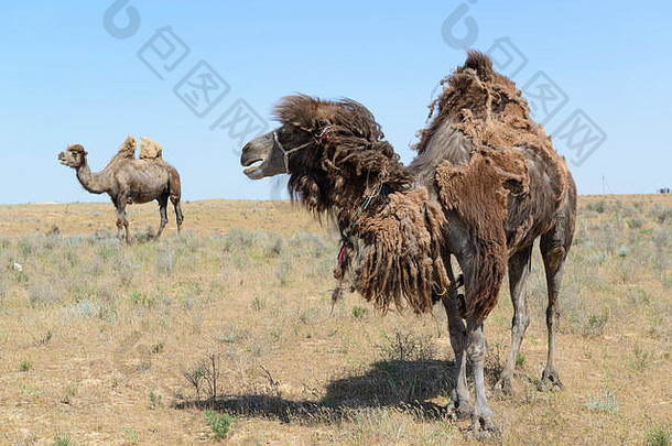 哈萨克斯坦的双峰驼，大多数在冬天后失去了厚厚的皮毛
