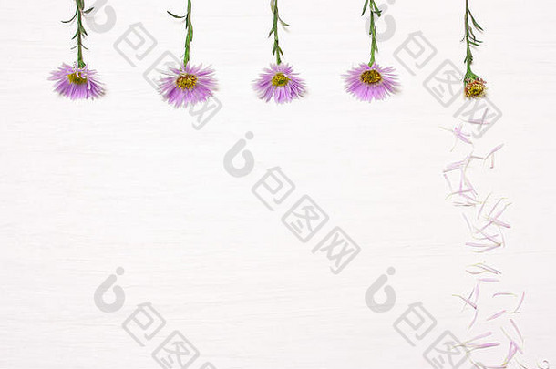 花白色背景作文紫色的菊花概念前视图平