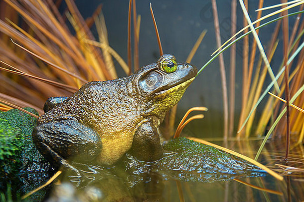 草丛中的<strong>棕绿色</strong>青蛙。沼泽蟾蜍