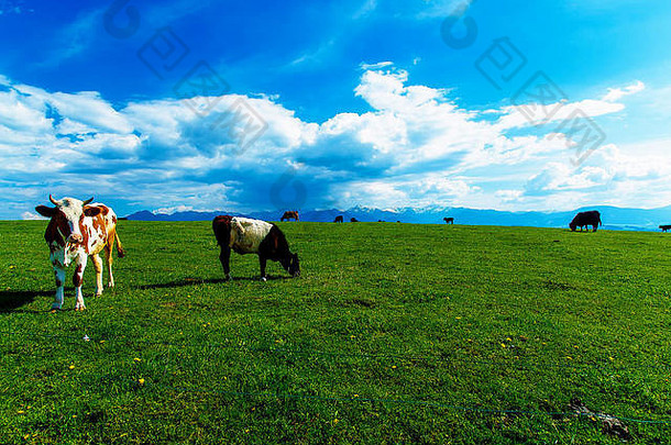 <strong>奶</strong>牛在美丽的绿色草地上吃草，背景是雪山。
