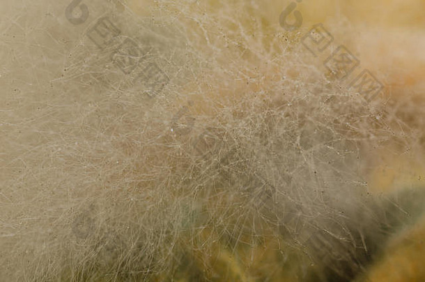 特写，发霉食物上霉菌的微距摄影