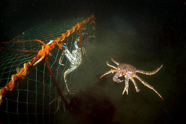 红帝王蟹、堪察加海蟹或阿拉斯加帝王蟹（Parapolitodes camtschaticus），陷阱中捕获的蟹，巴伦支海，俄罗斯