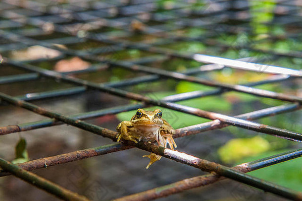 一只快乐的小青蛙在金属网格上休息