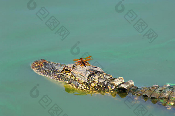 佛罗里达州法卡哈奇海滨干旱期间，在绿松石绿藻水中，万圣节旗蜻蜓骑在鳄鱼的头上