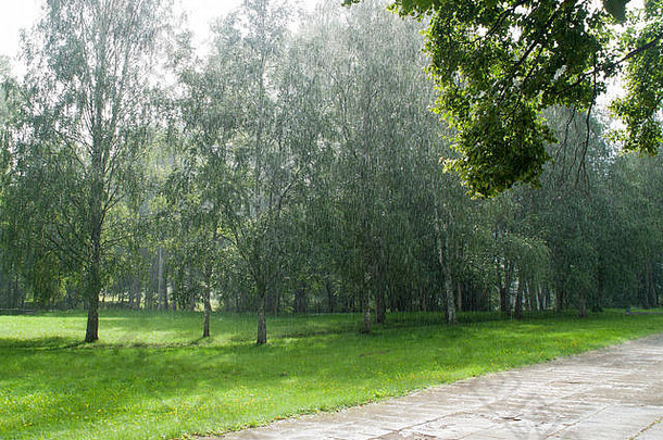 Valmiera拉脱维亚，秋天暴雨期间的森林景观